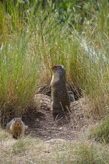 Prairie Dog on the Rock