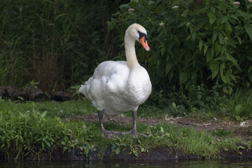 Mute Swan (scientific name Cygnus olor), The Broads, Norfolk, UK