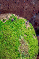 Close view of a rock with algae and shells