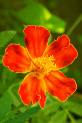 Marigold flower close-up. Bright red petals on a juicy background of green grass. Vivid vertical illustration with contrasting and saturated colors. Summer and bloom. Macro