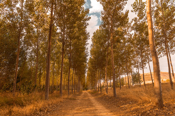 poplar forest road in autumn