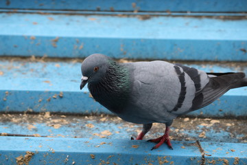Fototapeta premium Birds Eye - Pigeon Eye