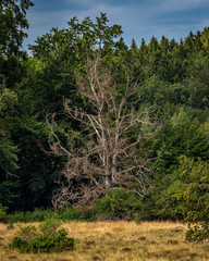 Fototapeta na wymiar Toter Baum im Wald