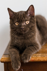 Fototapeta premium Cute chocolate british shorthair kitten Selective soft focus