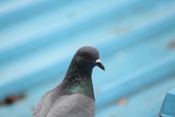 Birds Eye - Pigeon Eye
