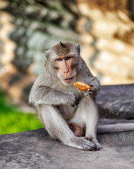 Monkey eating bread