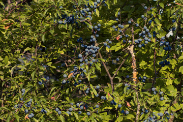 green leaves background