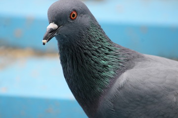 Birds Eye - Pigeon Eye