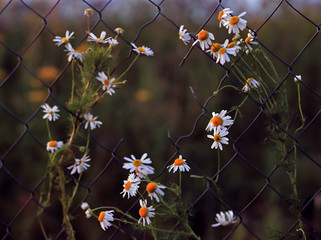 daisies on a metal fence in contoured light