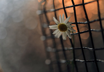 camomile on a metal fence in a contoured light