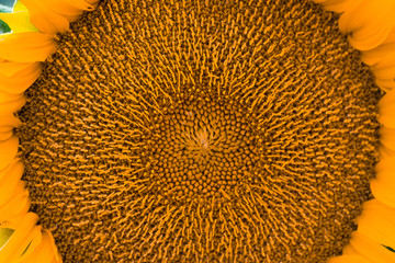 sunflower plant closeup macro summer 