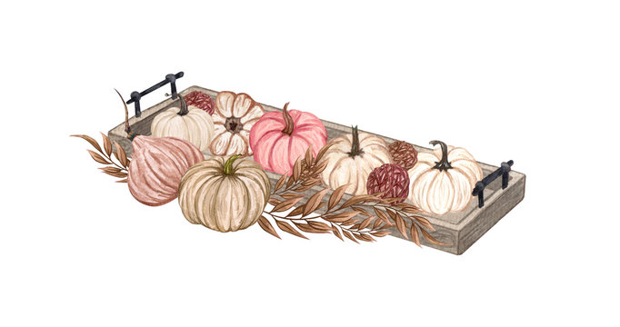 Watercolor Pumpkin Composition Floral Pumpkins Fall Decoration Of Pink And White Small Pumpkins In A Tray Harvest Arrangement Isolated On White Background Stock Illustration Adobe Stock