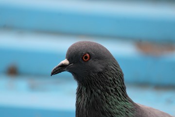 Birds Eye - Pigeon Eye