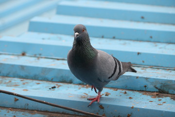 Birds Eye - Pigeon Eye