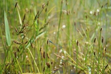 Reed with blue tailed damselfly (Ischnura Elegans)