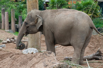 Naklejka premium Elephants at Chester Zoo in the uk