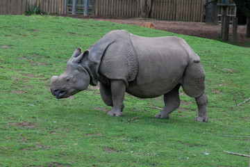 Obraz premium Rhino at Chester zoo in the UK grazing on green grass