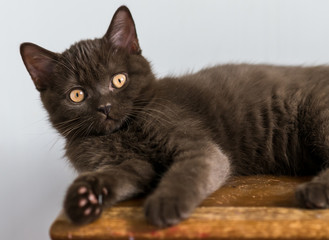 Fototapeta premium Cute chocolate british shorthair kitten Selective soft focus