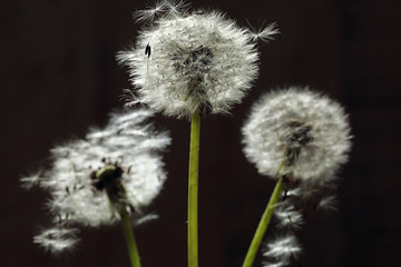 A group of old dandelions on a dark background in a contoured light.