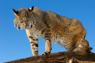 Bobcat perched atop a fallen tree trunk looking down against a blue sky