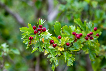 Hawthorn tree with green leaves and red berries.