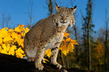 Slit eyed Bobcat on a fallen tree trunk with yellow maple leaves and blue sky