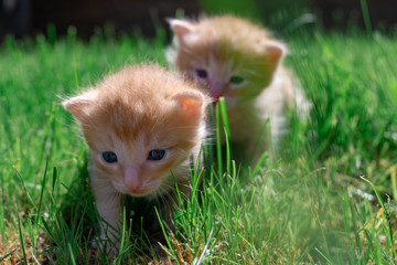 Naklejka na ściany i meble Cute red kittens are sitting on the grass. Little red kittens in the grass on a Sunny day.