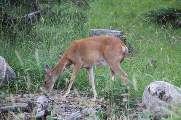 Naklejka na ściany i meble Deer Grazing, Jasper National Park, Alberta