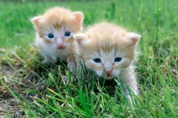 Fototapeta na wymiar Cute red kittens are sitting on the grass. Little red kittens in the grass on a Sunny day.