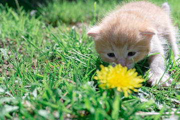 A small red kitten sits by a yellow flower in the grass. A red kitten and a yellow flower.