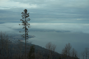 Obraz premium Foggy landscape panorama with a tree in front.