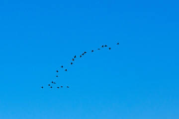 Flock of migratory birds in a blue sky