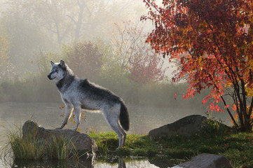 Backlit alpha Timber Wolf standing on rock over water in the mist of early morning with red maple tree