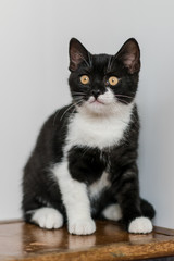 Bicolor british shorthair kitten, cute paws. black and white cat. Funny emotions. Selective focus.