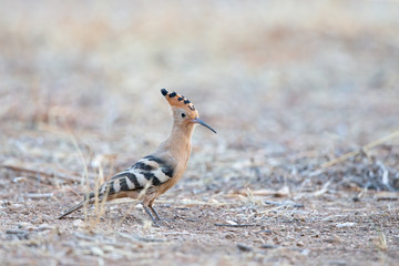 Eurasian hoopoe (Upupa epops) foraging at dawn on a country road in Greece.