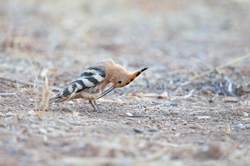 Eurasian hoopoe (Upupa epops) foraging at dawn on a country road in Greece.