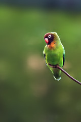 The black-cheeked lovebird (Agapornis nigrigenis) sitting on a branch with a green background.Rarity small parrot from Africa.