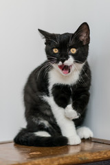 Bicolor british shorthair kitten, cute paws. black and white cat. Funny emotions. Selective focus.