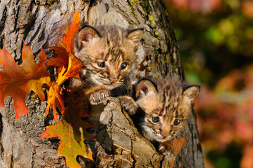 Pair of cautious Bobcat kittens peeking out from the hollow of a tree with Fall colors