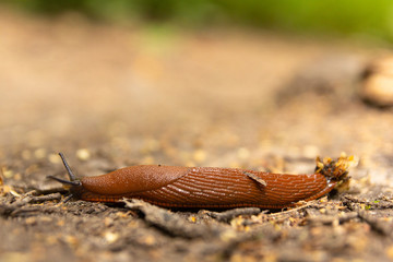 Brown slug on the ground.