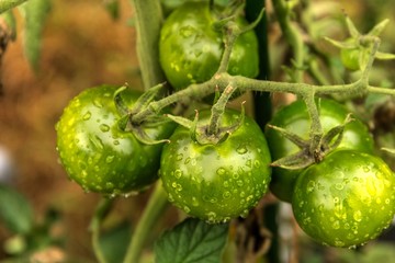 Green tomato plant with ripening small water drop. Unripe tomatoes after the rain. Growing vegetables.