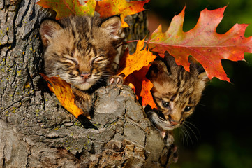 Sleepy and worried Bobcat kittens in a tree hollow den with Fall colored oak leaves