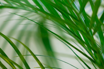 green grass background