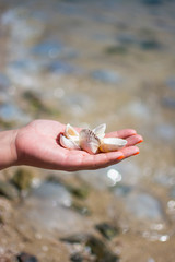 seashells on hand