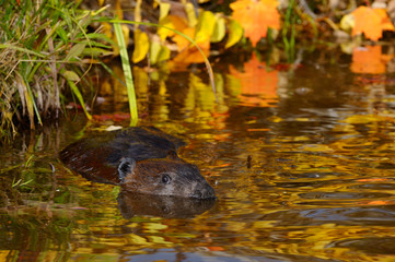 Canadian Beaver floating in a pond with reflected maple leaves