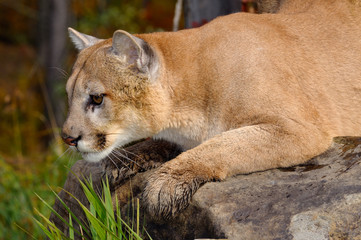 Close up of a Cougar lying on a rock watching for prey in an Autumn forest
