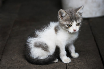 A small black and white kitten.