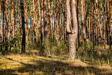 Forked pine in the forest