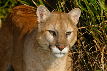 Close up of a Mountain Lion stalking prey in tall grass