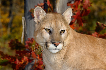 Close up of a Cougar face in an Autumn forest with red oak leaves